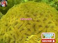 ❤️CORALS ADVENTURES PART#2 LET'S GO ❤️ ❤️ BEAUTIFUL CORALS ❤️