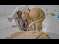 🐕 Best Cats Videos 🐈 Funny And Cute Cats Videos 2024 🤣😂