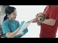 【 3 sec Remove Ticks 】 Remove a Tick From a Dog With Tweezers