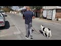 Mi PERRO ladra a personas y perros en la CALLE, como EVITARLO.