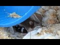 Caring pet mouse mother and her four sons