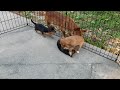 Cute puppies playing outside!!