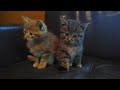 Kittens May 30