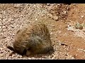 Funny animal compilation 2015