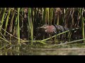 Green Heron Feeding