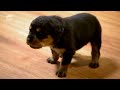 Pug, Rottweiler, and Mini Australian Shepherd Puppies! | Too Cute! (Full Episode)