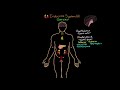 Overview and Anatomy & Physiology | Endocrine System (Part 1)