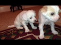 Chinese Cresteds Puppies