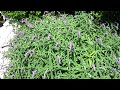 Mexican Bush Sage (Salvia leucantha),Lisa's Landscape & Design 