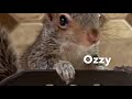 Ozzy and Missy my baby squirrels