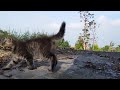 ℹ️❤️😻 TWO CAT CUTE EVERY DAY STACY BEST CAT ANIMAL FUNNY