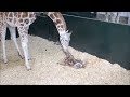 Baby Giraffes Are Awkward - Cutest Compilation