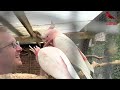 Bird Breeding Update | Finches, Softbills, Canary, Budgies | Bird Aviary | S2:Ep13 #birds #nature