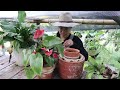 Se cayó el invernadero de orquídeas y reemplazo toda la huerta │Candy Bu