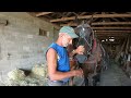 DRAFT HORSES: Raking Hay, Hauling Round Bales, & BREE'S TRAINING SESSION #517