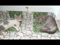 Try Not To Laugh😻🐶Funniest Cats and Dogs 2024 😹