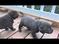 Stella’s puppies, 4 weeks old, exploring outside for the first time