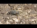 Fiddler Crabs | Backyard Safari