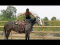 WG Playmakers Pick- AQHA Grey Mare!