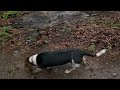Lola the basset hound vs hurricane hilary at hume lake