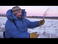 Alaska Wood Bison Reintroduction: Habitat