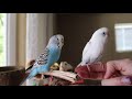 Two Budgies Meeting (FIRST TIME!) | Introducing Parakeets To Each Other | Sugar and Berry!