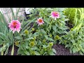 June Garden Tour