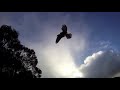 Kestrel free flying - Large.m4v