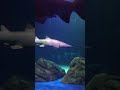 #cool #sharks sharks are swimming and looking for the fish to eat