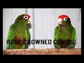 Types of Conure Parrot!