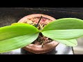 Orquídea Phalaenopsis , como faço a manutenção nesse cultivo, rega, limpeza das folhas, adubação!🌿