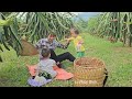 Picking dragon fruit with her two children to sell - Grandfather's surprise gift to Ly Phuc Binh