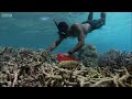 Coral Gardening | South Pacific | BBC Earth