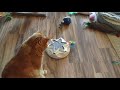 Tristan's Cat Toy Review - Catty Whack from Mad Cat Crazy for Catnip - Two Paws Up!