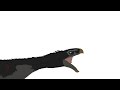Test animation #sticknodes #jwdominion #dinosaur #animation