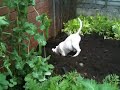 Stanley the English bull terrier digging