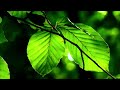Soothing Relaxation | Mozart, Chopin, Beethoven, Bach, Paganini, Debussy 🌿Sleep Sound, Healing Music