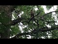 I talk to a juvenile Red-shouldered hawk like a baby, from birth I would visit it every day at nest.