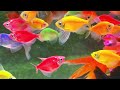 Little Fishes, Shark Fish, Cute Pets, Sea Animal Toy, Snake Turtle, Crap, Parrot Fish, Cute Animal,