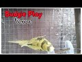 Budgies Playful Time, Stunts of Budgies