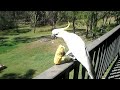 Wild Sulphur Crested Cockatoo