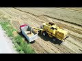 NEW HOLLAND TX-68 | WHEAT HARVESTING | HARVEST 2023 | Thiva, Greece