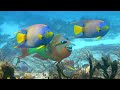 Deep Ocean 4K Ultra HD Video - Explore the Beautiful Underwater World with Peaceful Relaxing Music