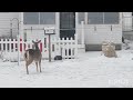 Deer vs cat interaction