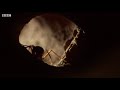 Ants Attack Termite Mounds | Natural World: Ant Attack | BBC Earth