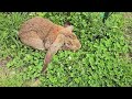 Lorenzo!! A very sweet boy eating clover 🍀 #englishlop