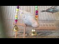 10 TIPS How to make your Budgie LIVE LONGER!