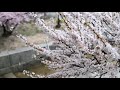 비 내리는 창경궁 봄 풍경  Rain & Spring Flowers at ChangGyeongGung Palace in Seoul