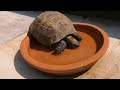 A peaceful day at work | Tortoise Sanctuary 🐢