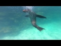 Playing with sea lions in the Galapagos